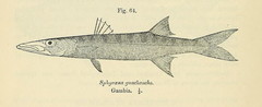 Guachanche Barracuda photo 1