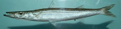 Guachanche Barracuda photo 2