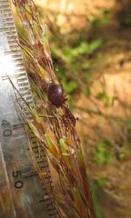 Rhipicephalus maculatus