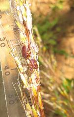 Rhipicephalus maculatus