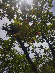 Columnea maculata