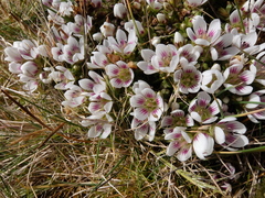 Gentianella concinna