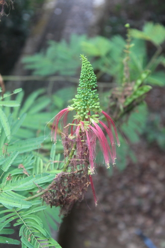 Calliandra image