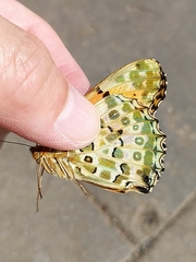 Argynnis hyperbius hyperbius