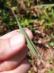 Acrida cinerea