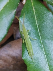 Atractomorpha lata