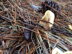 Spathulariopsis velutipes