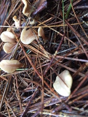 Spathulariopsis velutipes