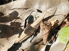 Atractomorpha lata