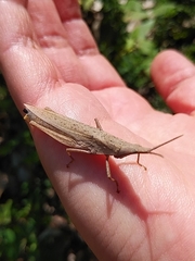 Atractomorpha lata