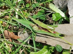 Atractomorpha lata
