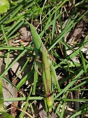 Atractomorpha lata