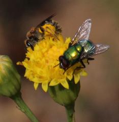 Senecio asperulus