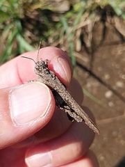 Trilophidia annulata