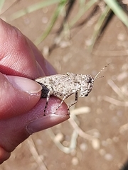 Trilophidia annulata