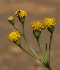 Senecio asperulus