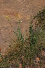 Senecio asperulus