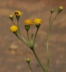Senecio asperulus