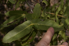 Angophora robur