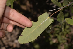 Angophora robur