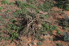 Mestoklema tuberosum