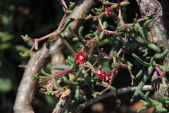 Mestoklema tuberosum