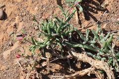 Mestoklema tuberosum