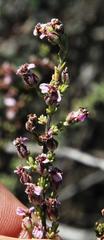 Eriocephalus purpureus