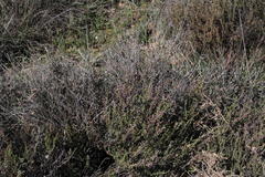 Eriocephalus purpureus