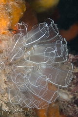 Light Bulb Tunicate photo 4