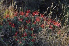 Euphorbia heptagona