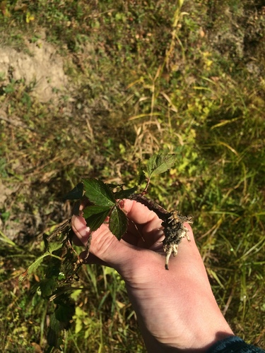 Image of Rubus arenicola by no rights reserved
