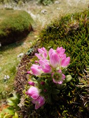 Gentianella concinna