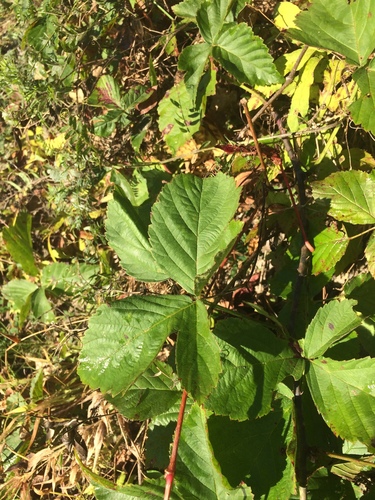 Image of Rubus arenicola by no rights reserved