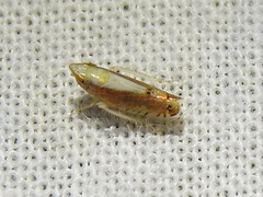 Scaphytopius elegans