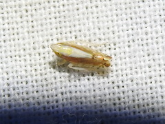 Scaphytopius elegans