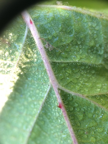 Image of Rubus arenicola by no rights reserved