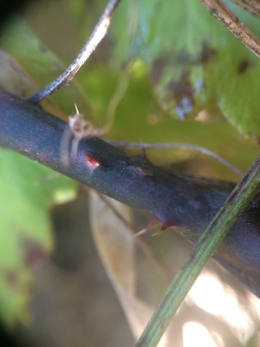 Image of Rubus arenicola by no rights reserved