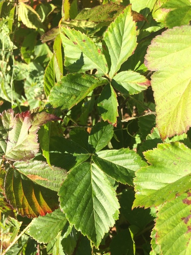 Image of Rubus arenicola by no rights reserved