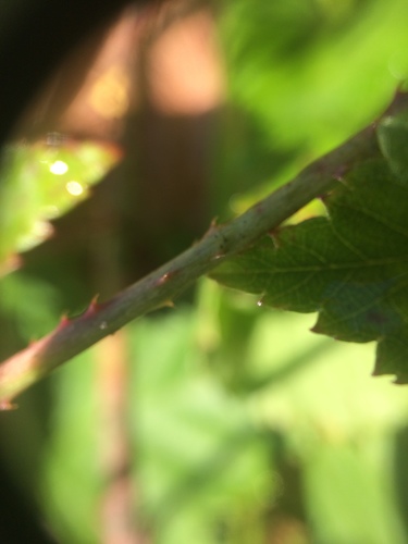 Image of Rubus arenicola by no rights reserved