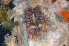 Thysanozoon brocchii