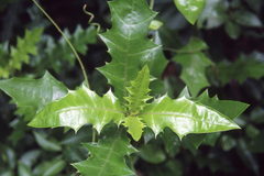 Acanthus ilicifolius