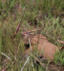 Themeda triandra