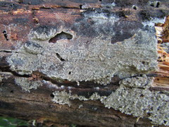 Botryobasidium conspersum