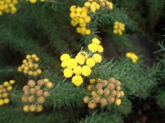 Pentzia cooperi