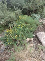 Pentzia cooperi