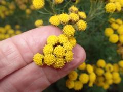 Pentzia cooperi