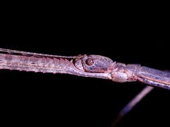 Phobaeticus serratipes