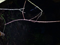 Phobaeticus serratipes