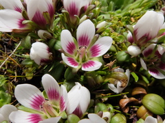 Gentianella concinna